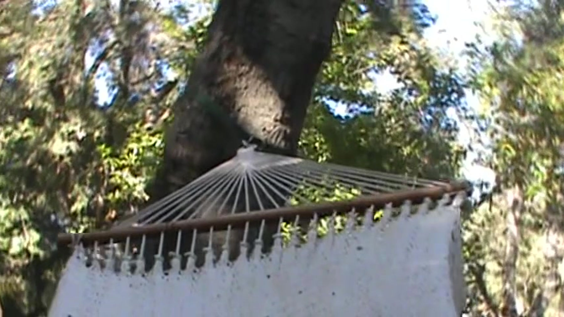 hammock